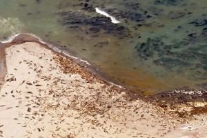 Elephant Seals on Ano Nuevo Island